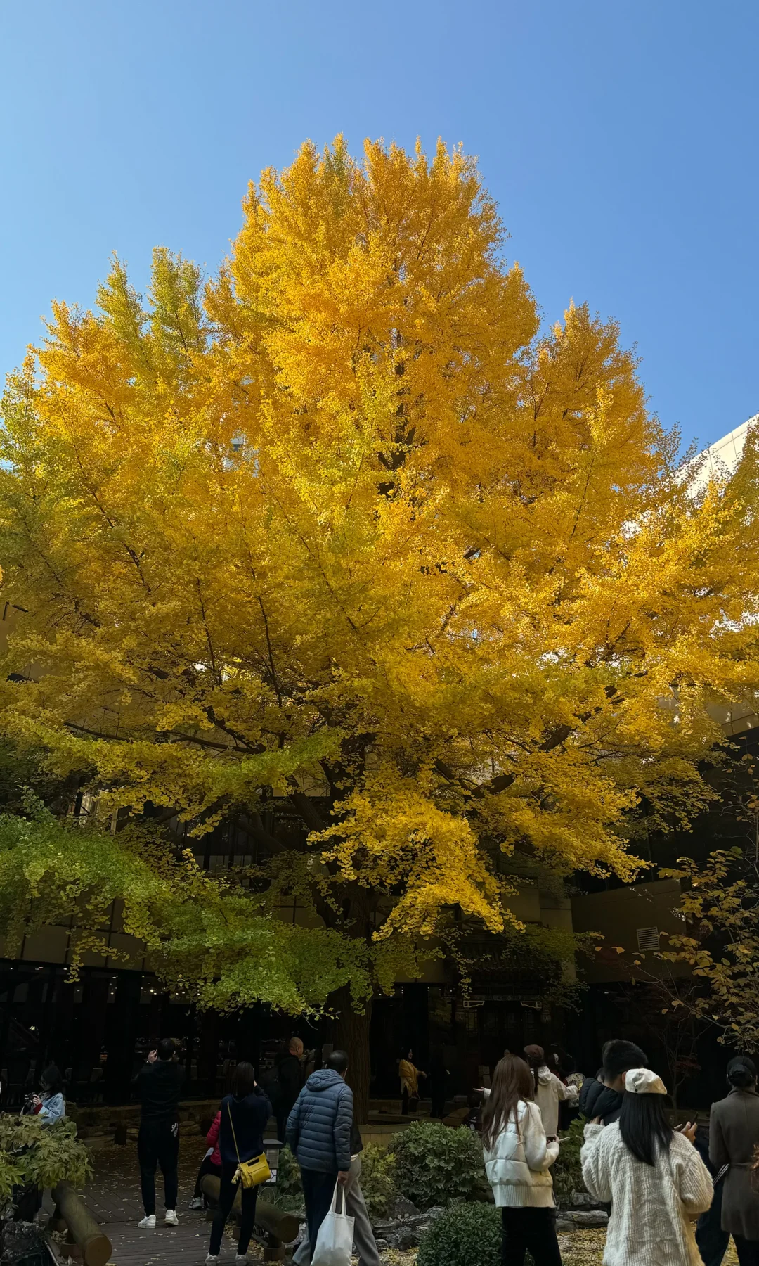 11.11首都宾馆实况，赏秋正当时，本周可冲