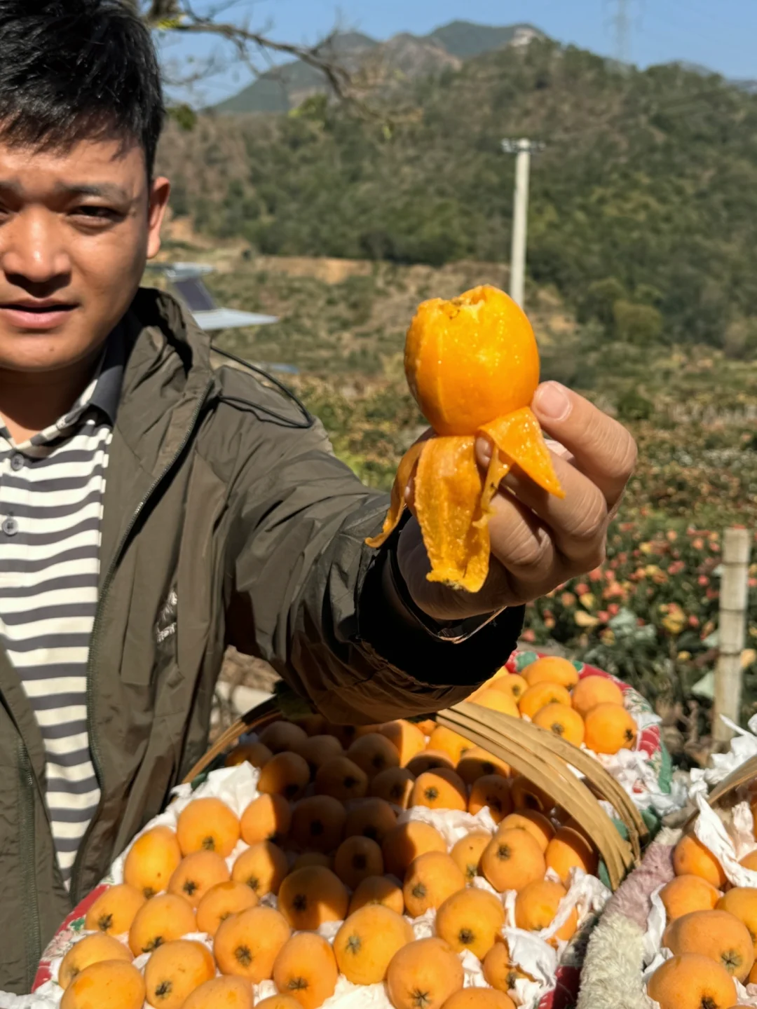 别再咳嗽了，请你吃一口米易枇杷！