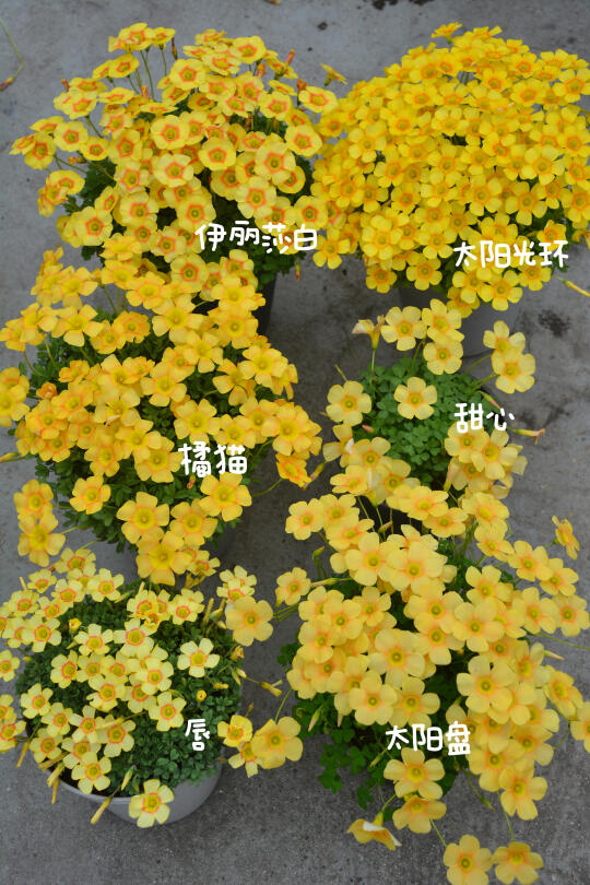 黄色系酢浆草晚花pick哪个