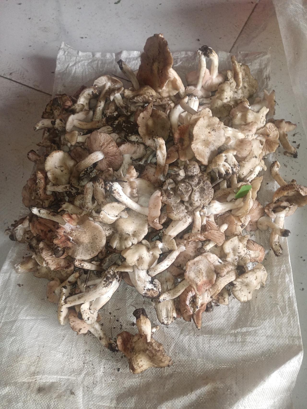 杏蘑也要过时了

这是北方独有的大自然的馈赠，生长在杏树下的一种蘑菇。今年雨水多