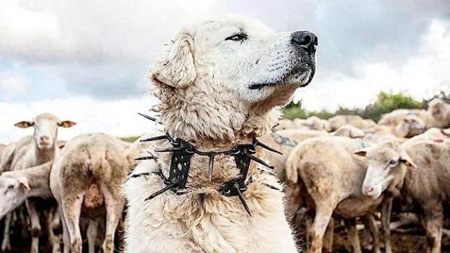 给牧羊犬套上防狼圈套，90%的狼群都不敢招惹！这时就有人好奇了，其他部位不能咬吗