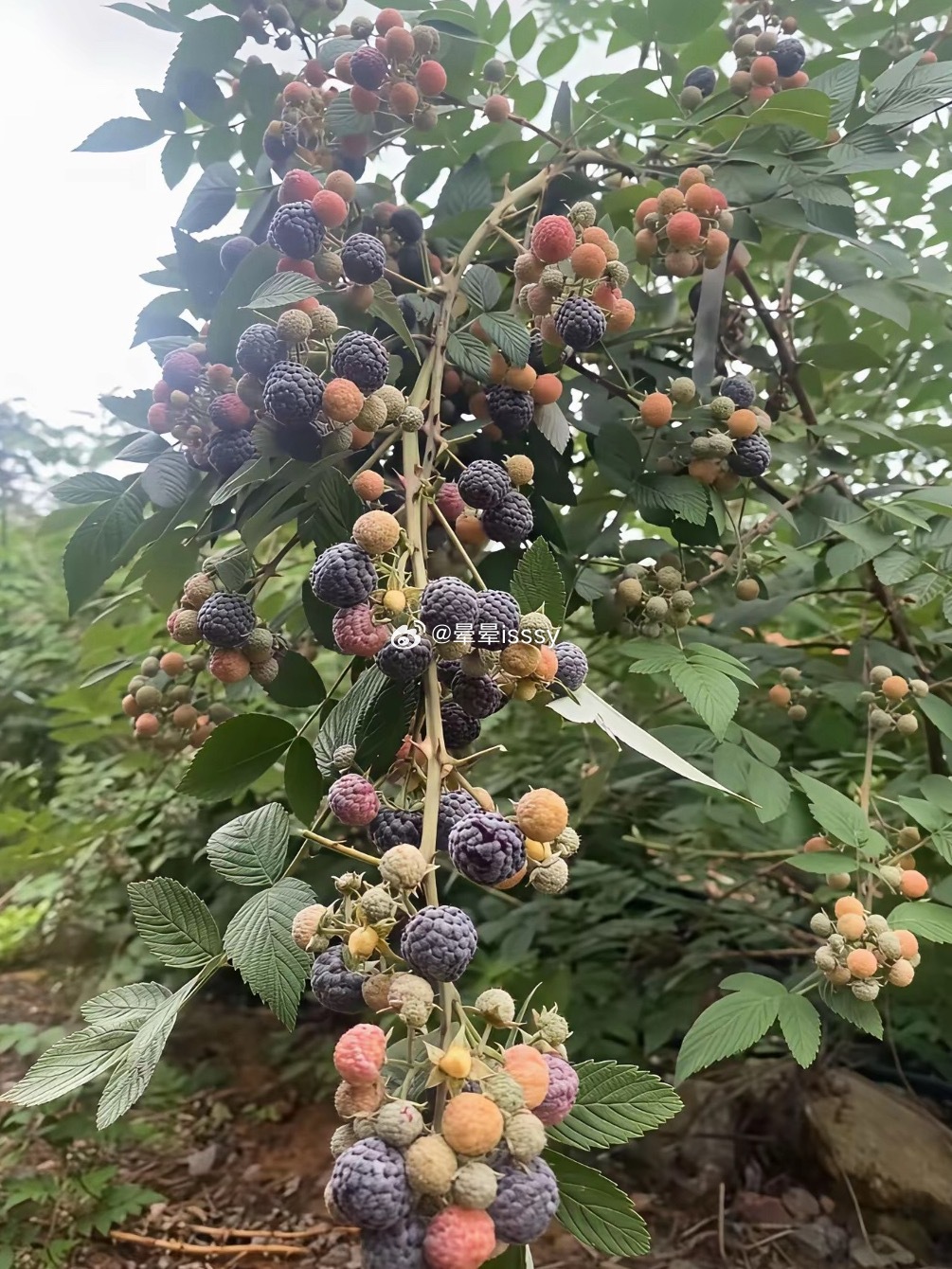 这是什么有人知道吗 