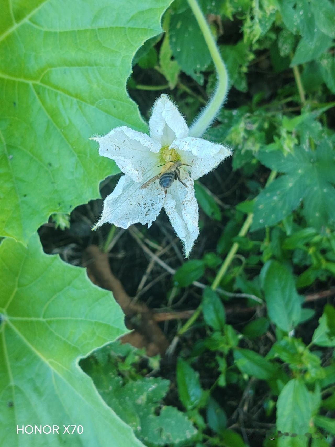 晒图笔记大赛蜂入花蕊