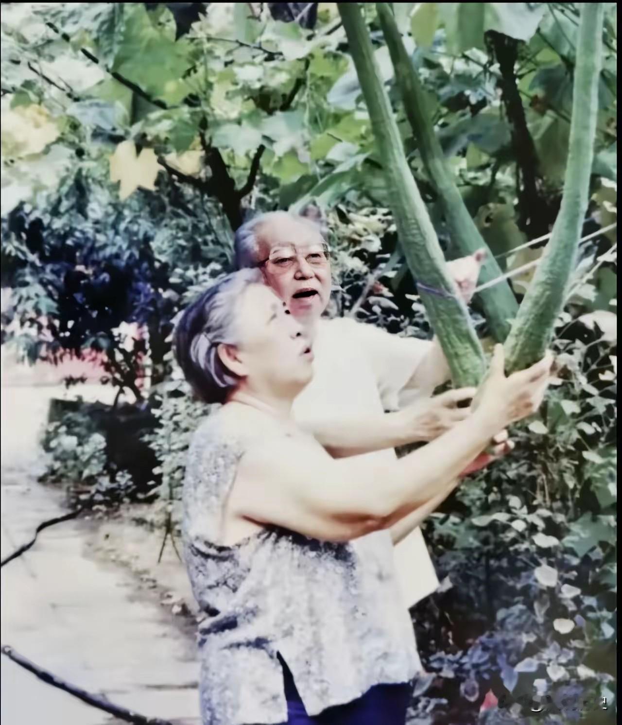 看看两位老人种的这是什么瓜？

晚年的华老退休之后，就喜欢自己种点花花果果，他在