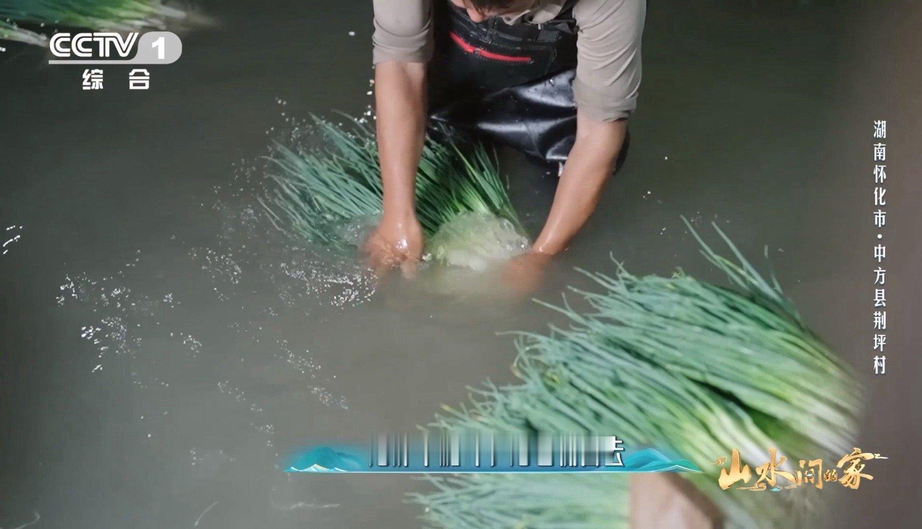 香葱早上也要梳头湖南村民给香葱做颜值管理被湖南农户的细致惊到！给香葱剥黄叶怕弄破