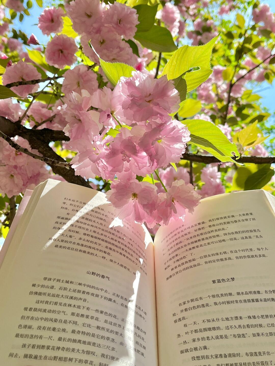 春天是一个盛大的形容词🌸 
