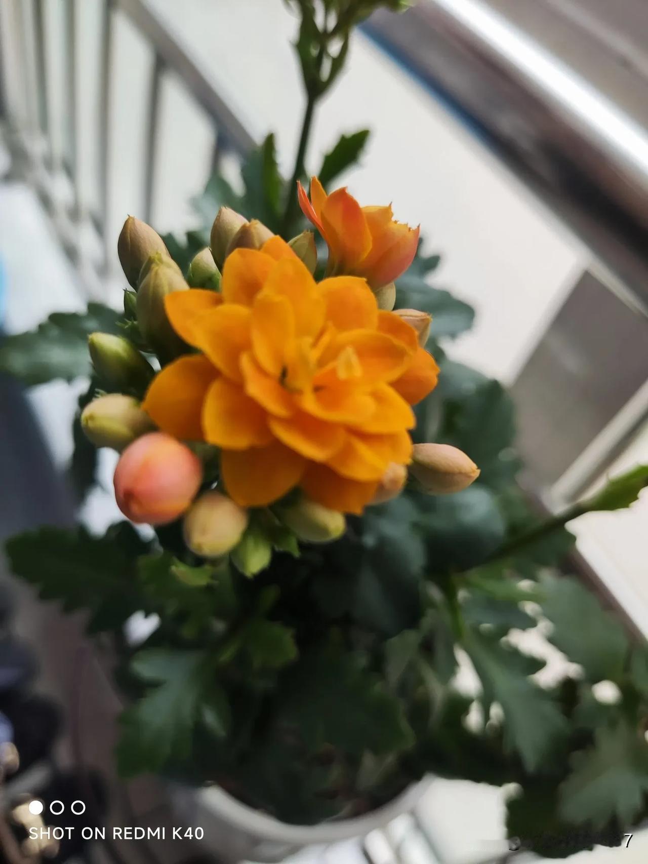 没有养猫咪之前，我的家是花草的世界，一进客厅，除了家具家电之外，摆放最多的是一些