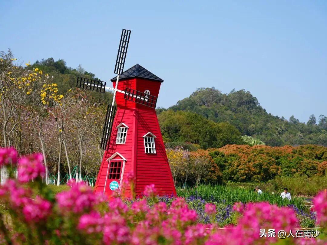 【黄山鲁花海又来了！】黄山鲁森林公园的春日浪漫已经上线！今年的黄山鲁花海依旧在白