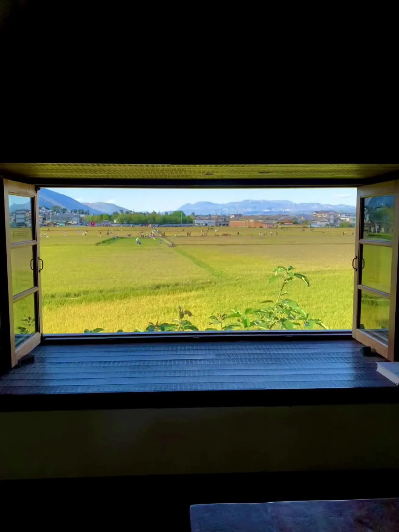 稻田 阳光感照片 甜妹