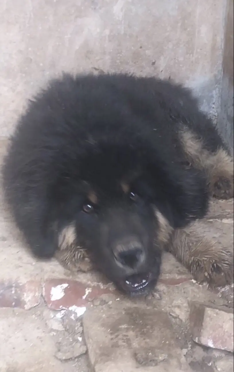 今年最具有代表性的一只小公獒。马上四个月了。