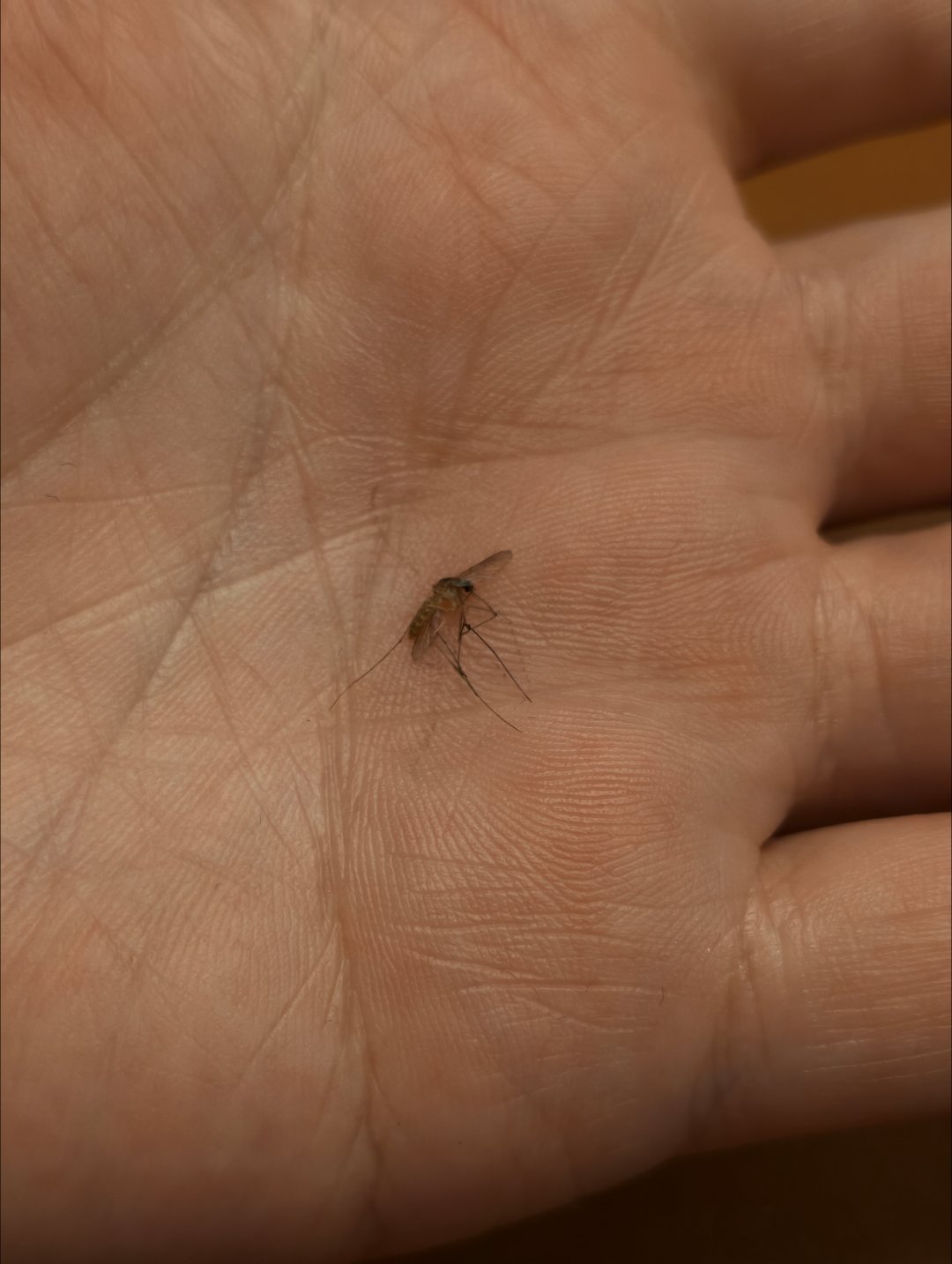 今年北京蚊子稍微有点多啊。 