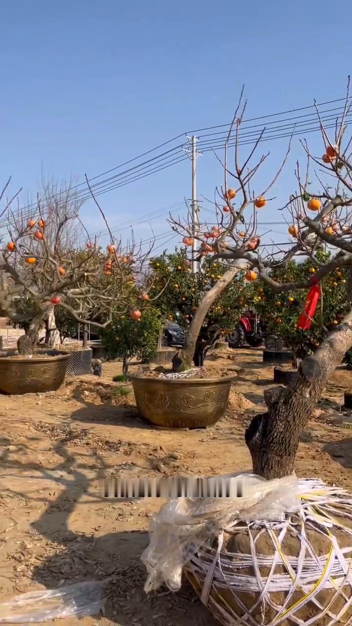 造型龙爪柿子树。
斜飘临水的龙爪柿子，颗颗是精品，满树的柿子。