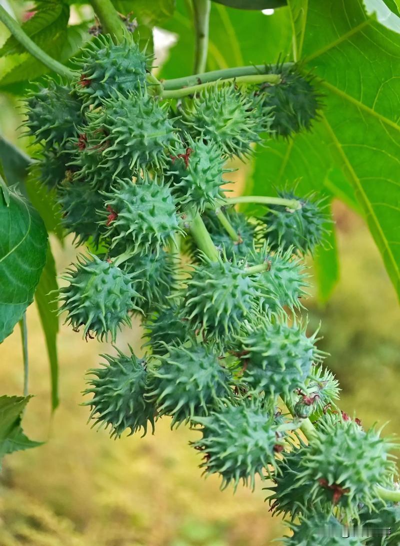 谁小时候还没有种过蓖麻？对于很多60后、70后，甚至部分80后来说，在小学自然课