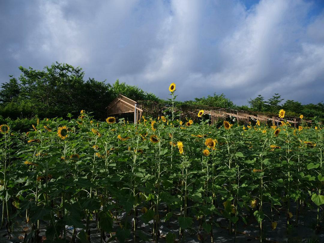 广州早安，现在向日葵🌻和花开的每一天花开向日葵 富士GFX50S 腾龙35 1