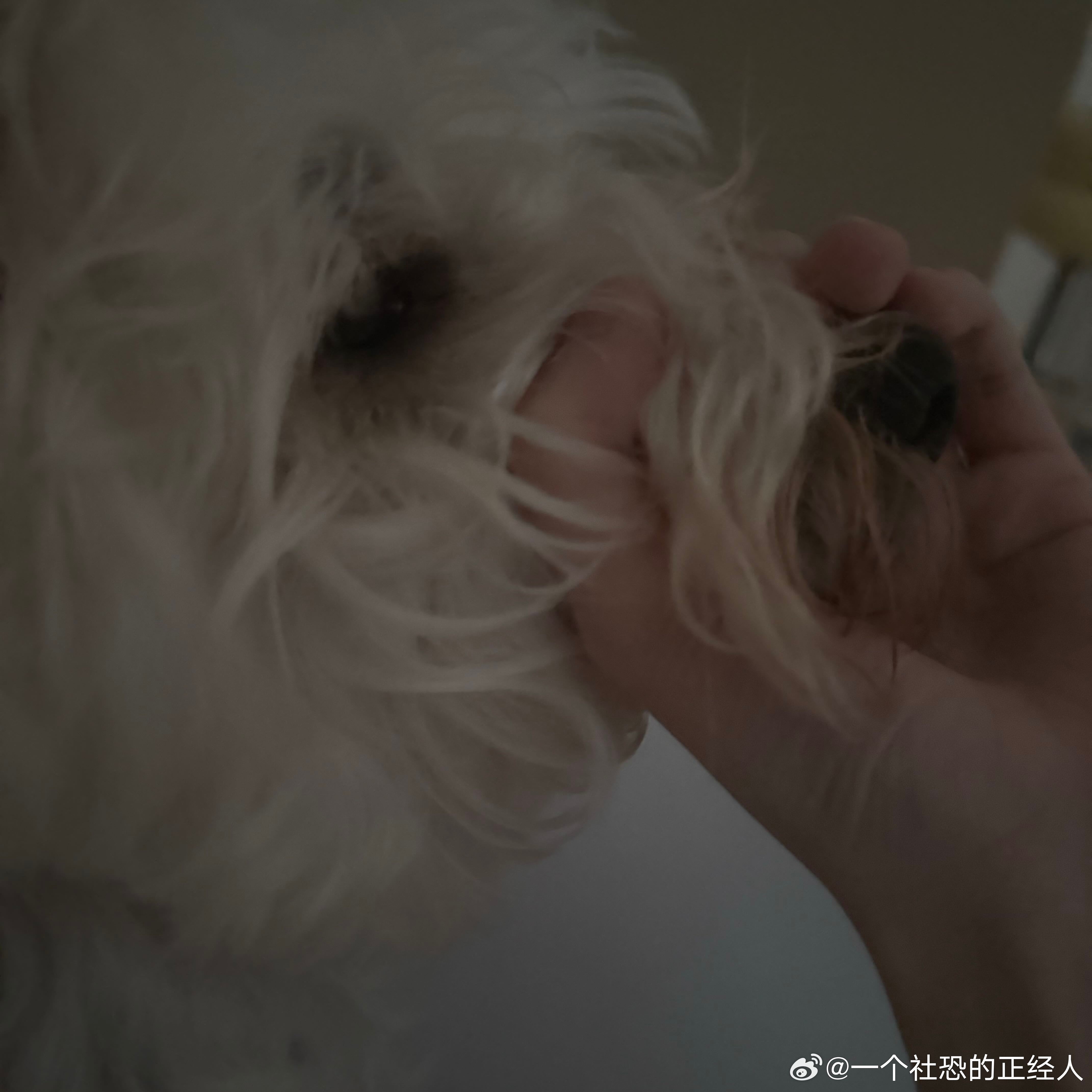 不呆被妈妈手动闭嘴的呆呆🐶 
