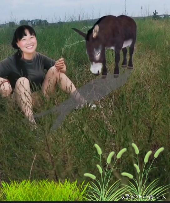 现在改行了，我放驴，多放数不来，就放一头。