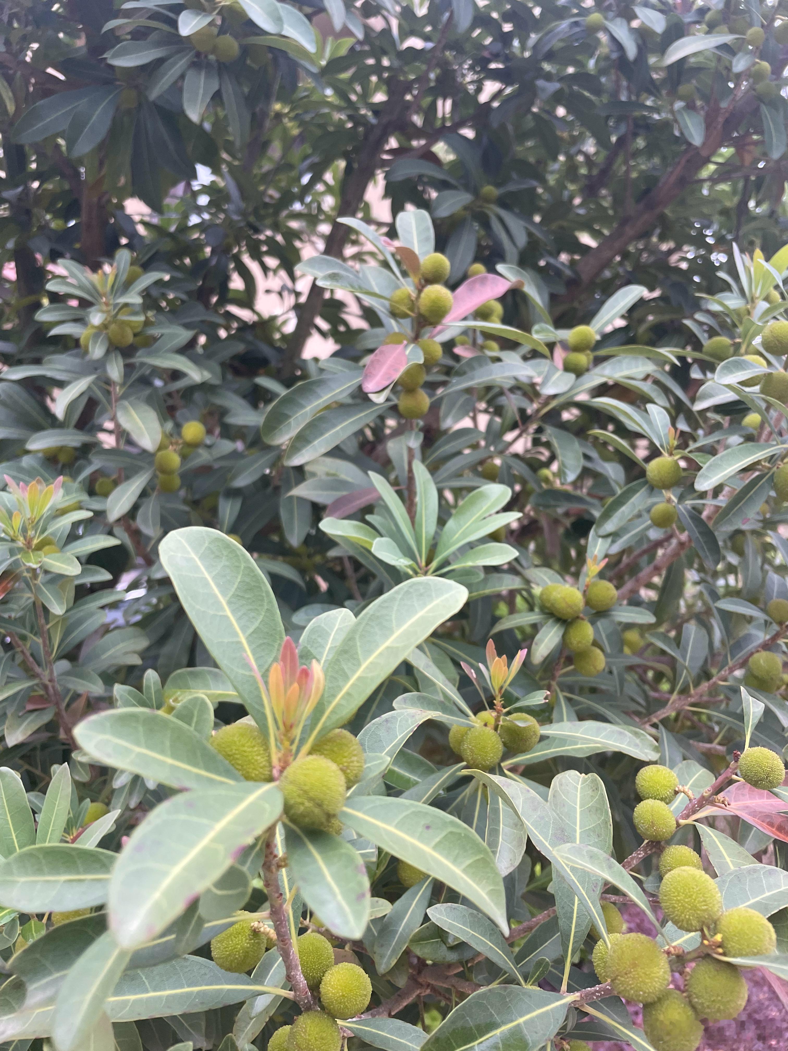 春雨为城市小院带来了青梅，也为山区烤烟带来了蓬勃生机。此刻，雨露均沾有了具像化的