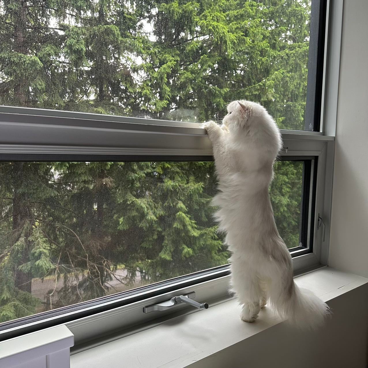 甜甜和扭扭#英国长毛猫##银渐层##银点##辣椒家新家回访# ​​​