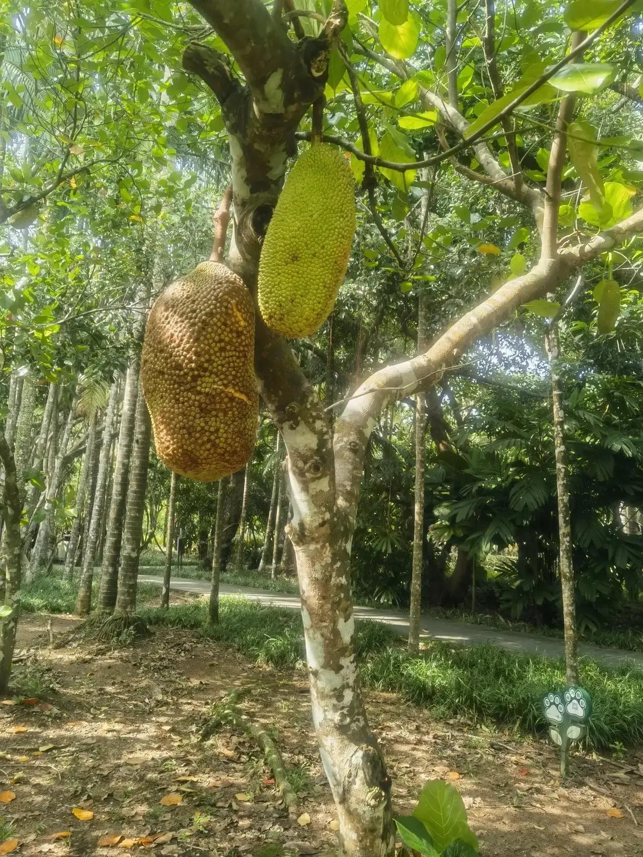 海南的菠萝蜜。拍摄于兴隆热带植物园。
       菠萝蜜是这样随随便便长在树干