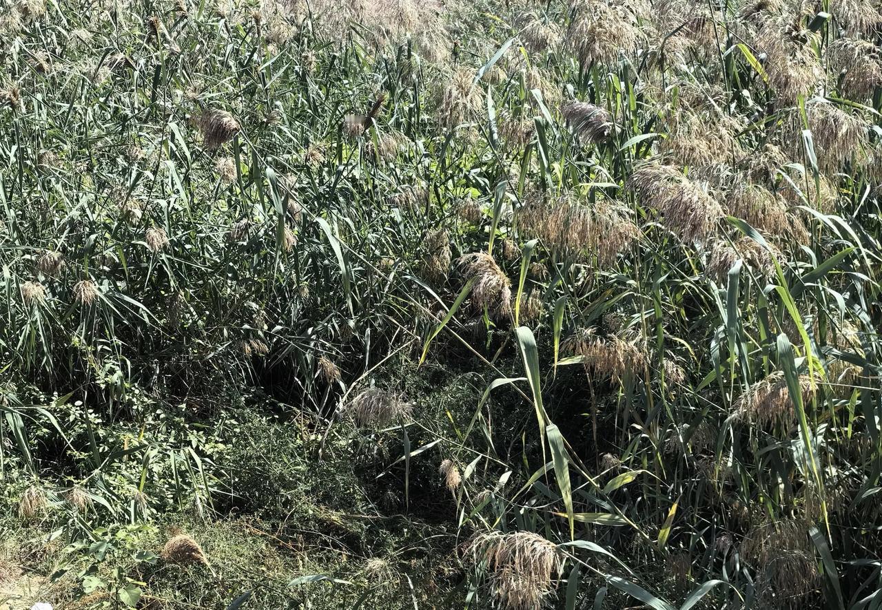 田野拾趣百草枯，芦花缥缈荡秋波。