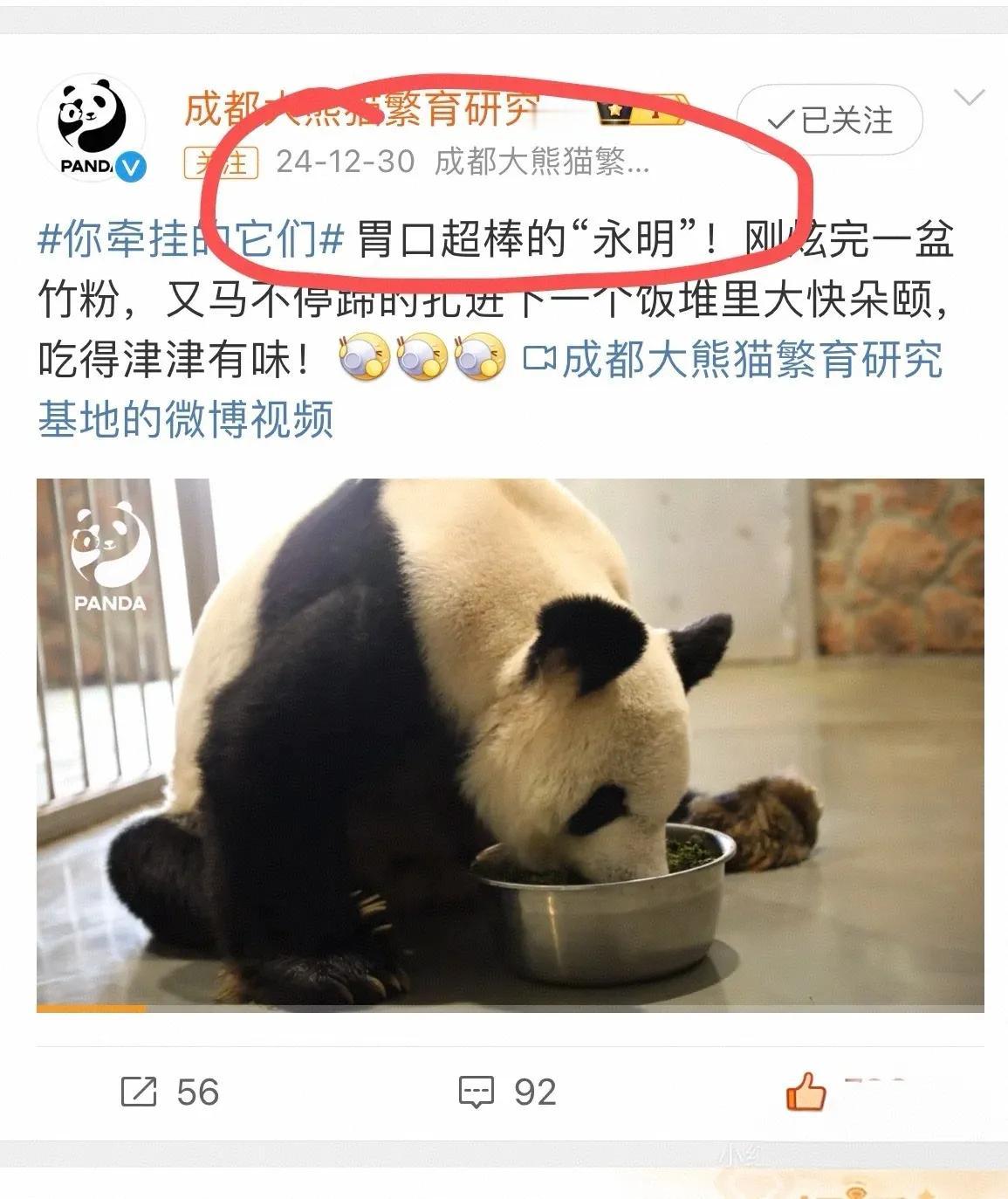 从日本归国没多久的永明也走了🐼
前段时间古古去了潘达星，现在永明也走了
哎..