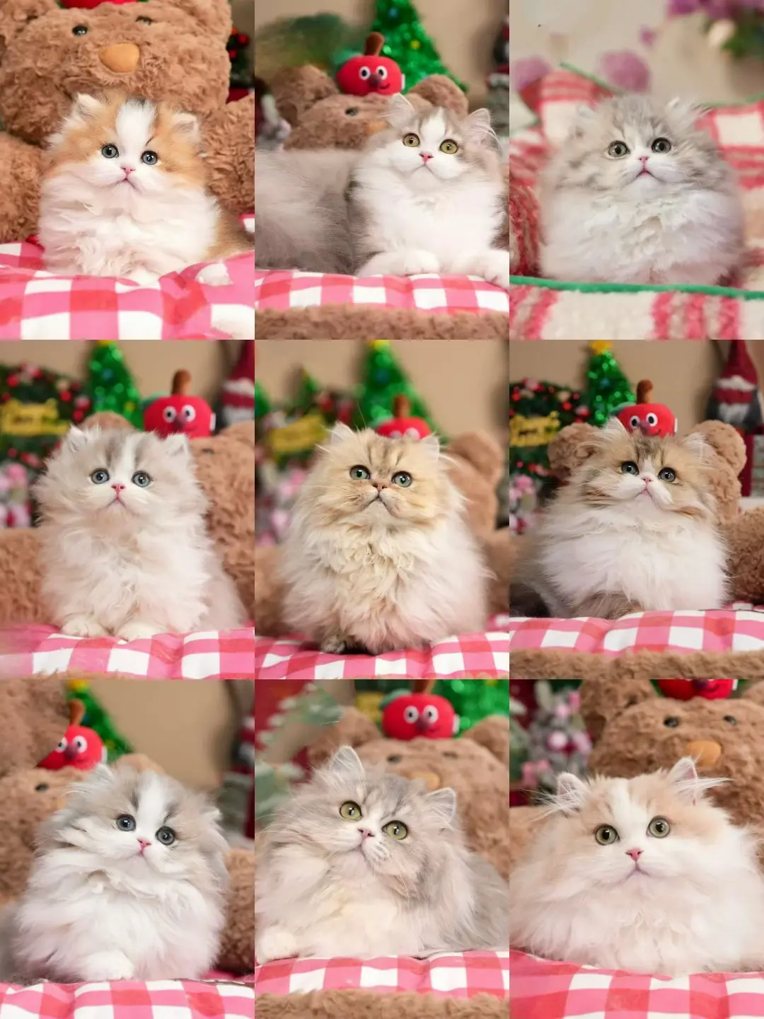 米努特猫多少钱一只？这批绝了💎。小姐姐们都在问：米努特猫多少钱一只？...