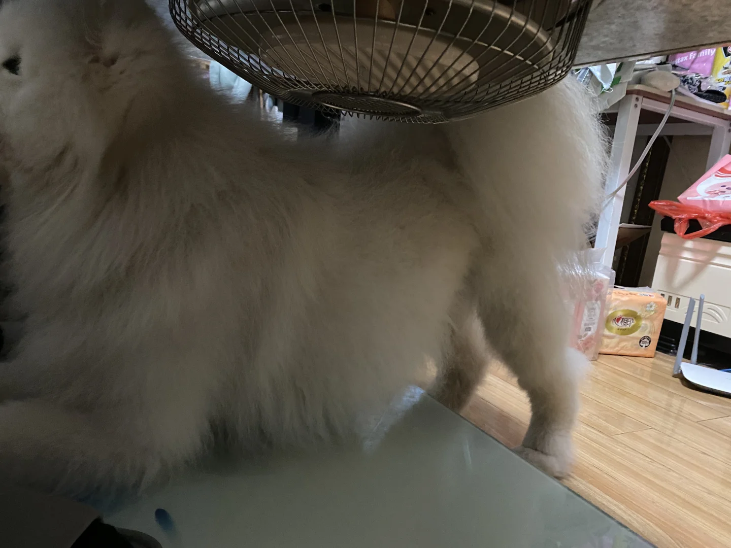 我的屁股翘的可以顶起一瓶汽水