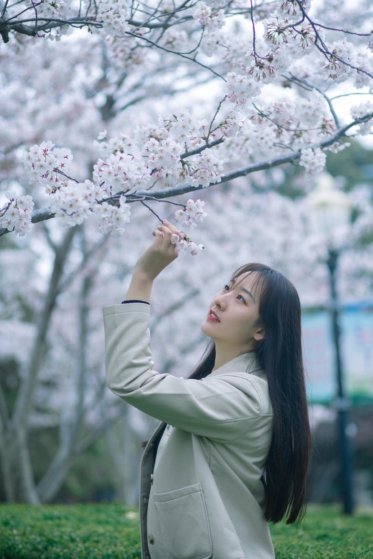 街拍早樱，尽量使用长焦拍摄，可以净化画面，逆光拍摄更出片 春日赏花实况播报  第