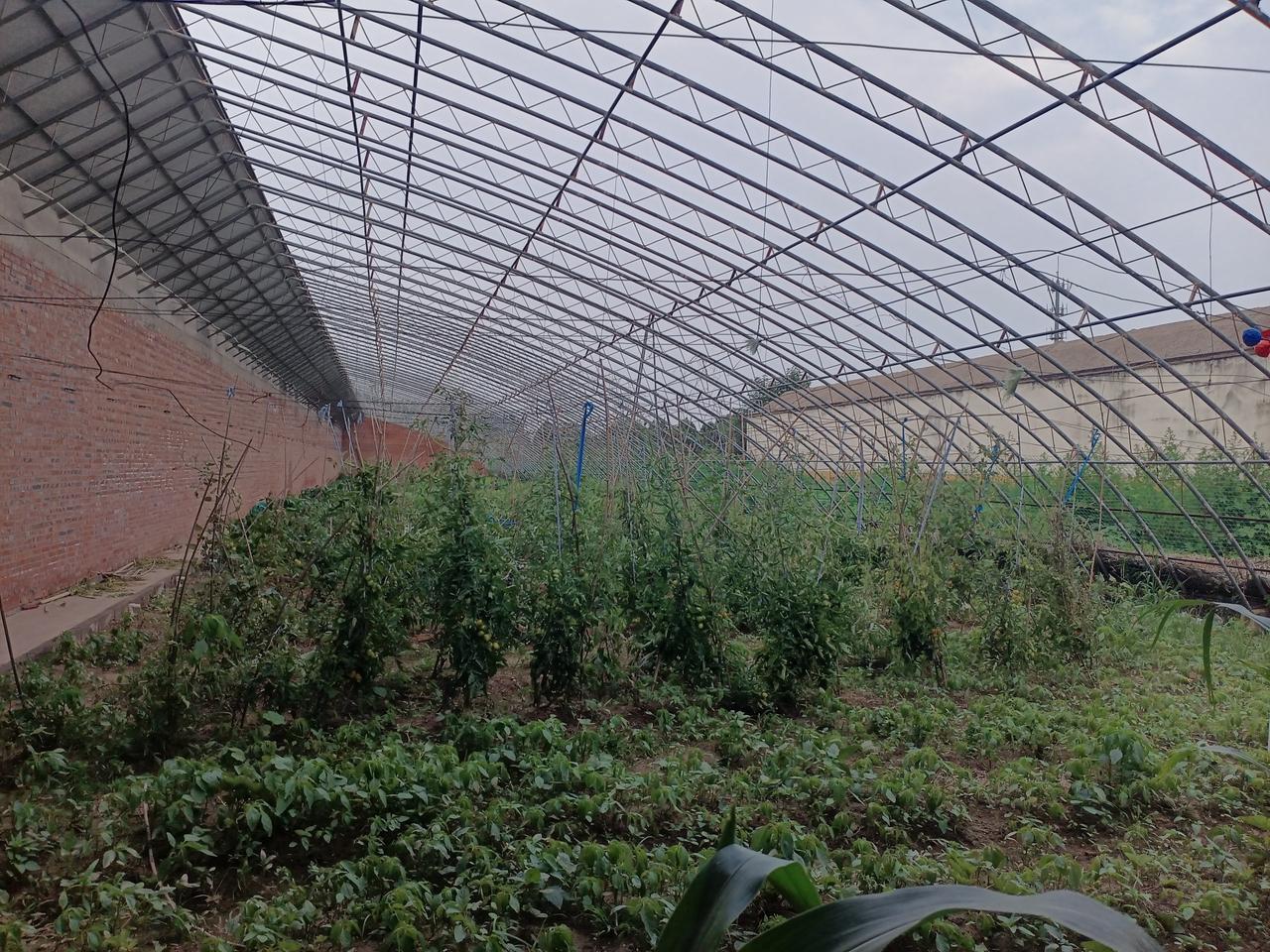 下午老乡让去他菜地摘菜。
     菜地还不小，有1.2亩。他每天下午天凉快过去