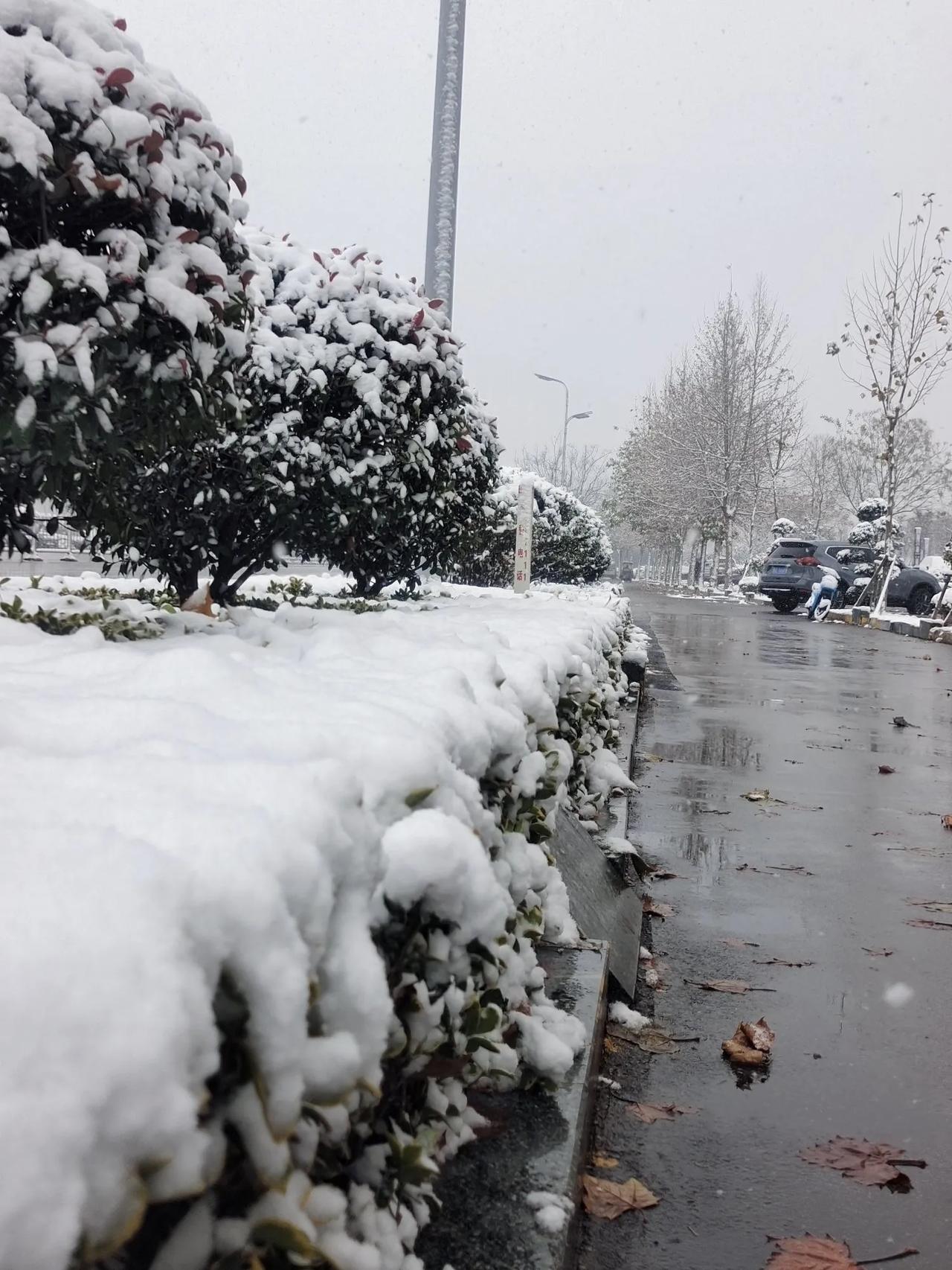 2025年的第一场冬雪，滕州比以往来得更早一些！


这场雪从昨晚便开始飘落，今