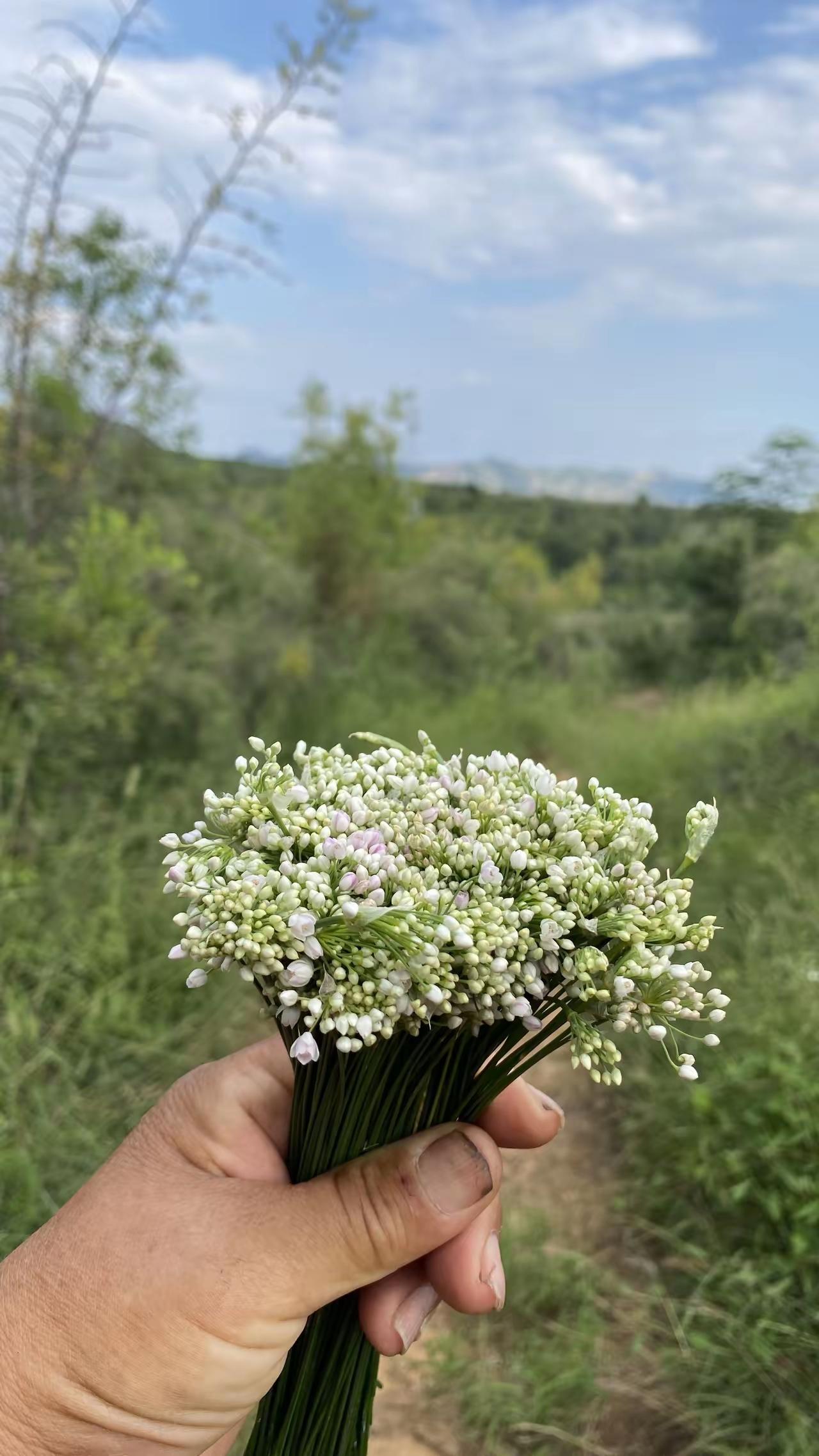 我敢断言，百分之九十九的“00后”年轻人都不认识这是什么植物。在我的老家，人们常