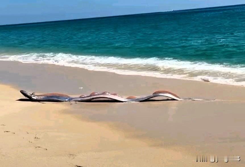 据一段令人震惊的视频显示，两条巨大的“末日鱼”被冲上墨西哥海滩，这一罕见景象令游