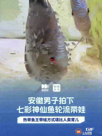 安徽一名男子养了两只七彩神仙鱼，它们到了“生娃”的时刻，只见两只鱼每天都会互相带