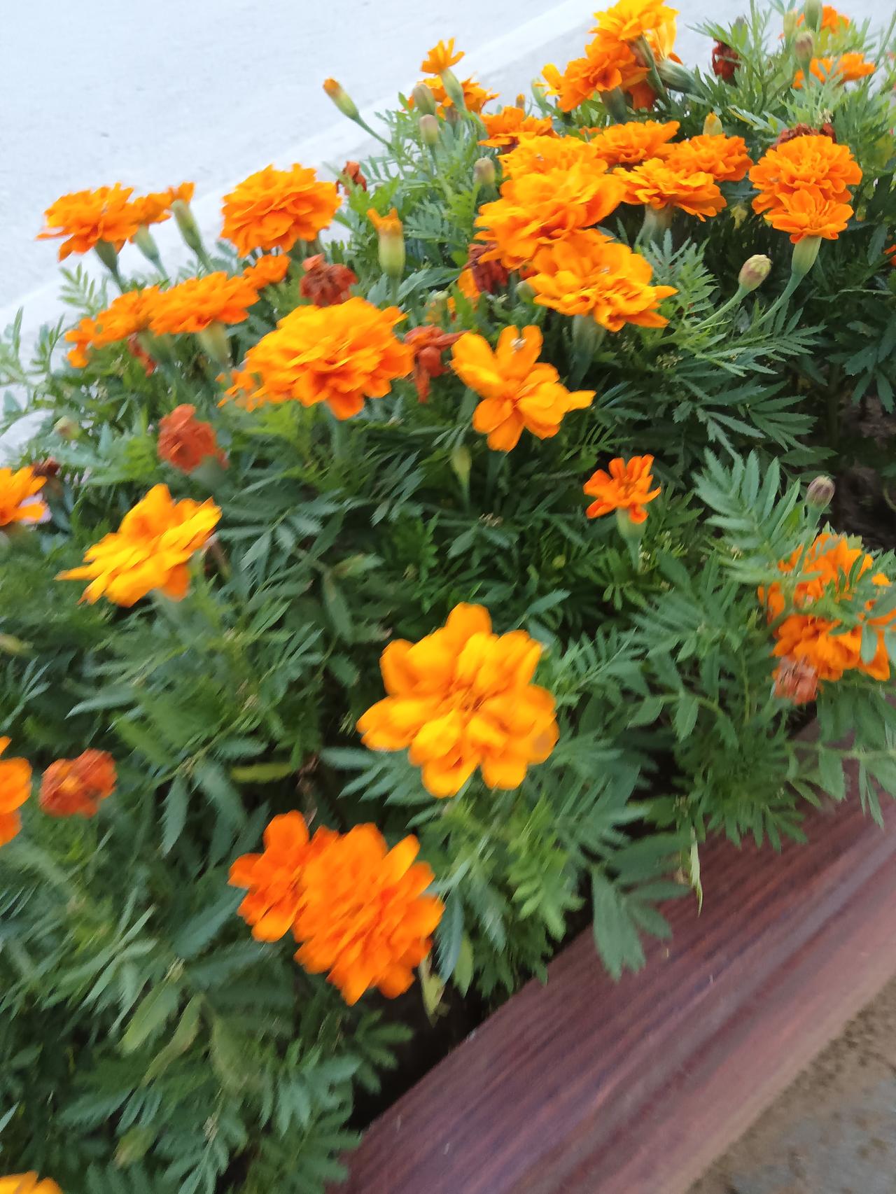 盛开的万寿菊，带来一抹亮丽的色彩！🌸🌼