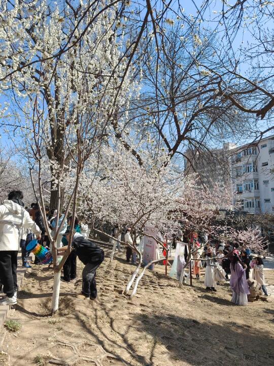 已到桃花堤，拍照找我