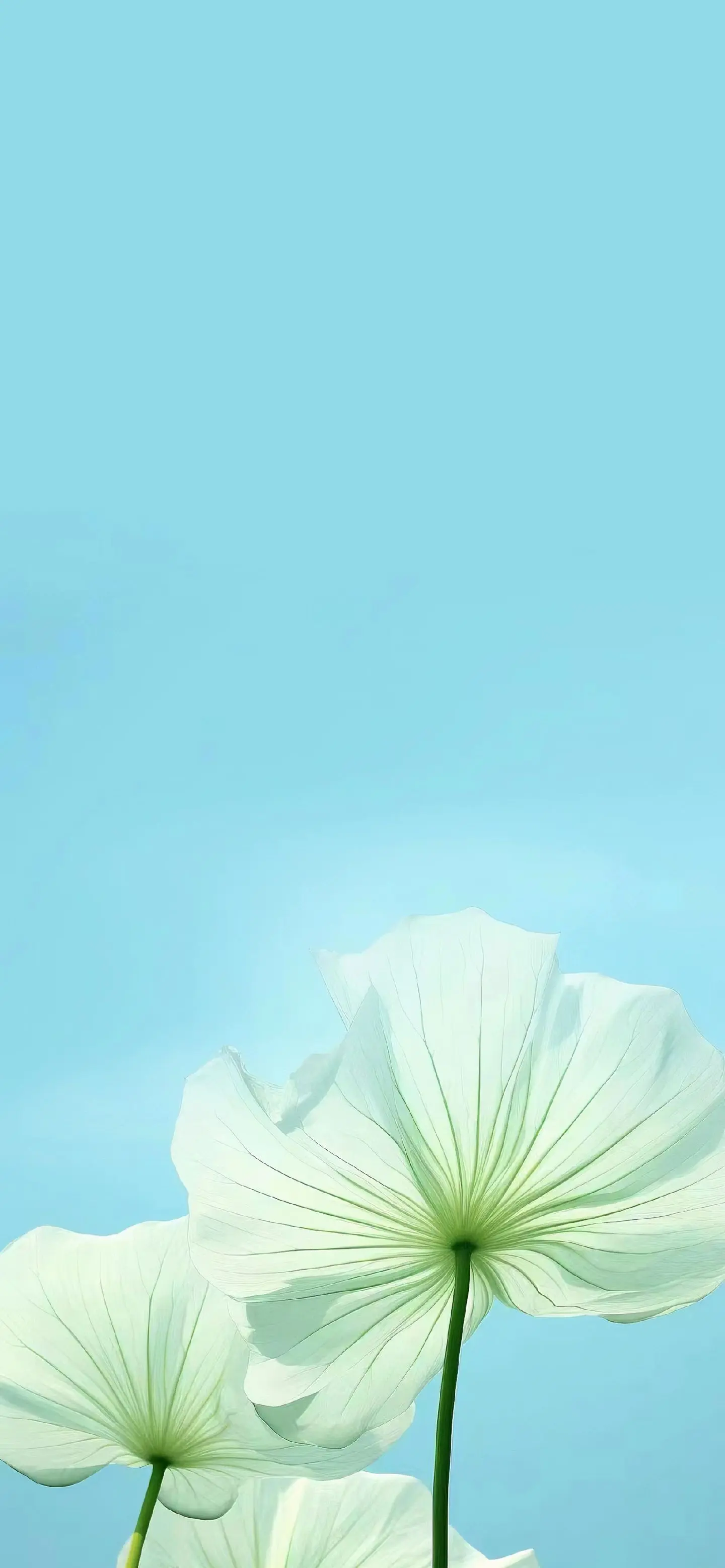 高清全屏壁纸套图。喜欢自己比喜欢这个世界更重要。
唯美治愈壁纸，清新简约壁纸，iphone苹果壁纸，高清壁纸，全屏壁纸，神图壁纸，背景图。