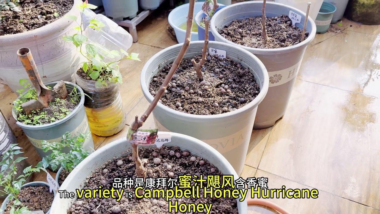5块钱就能做一大盘辣炒鸡尖，香到舔手指，比外卖划算还干净～
1️⃣处理鸡尖：先洗