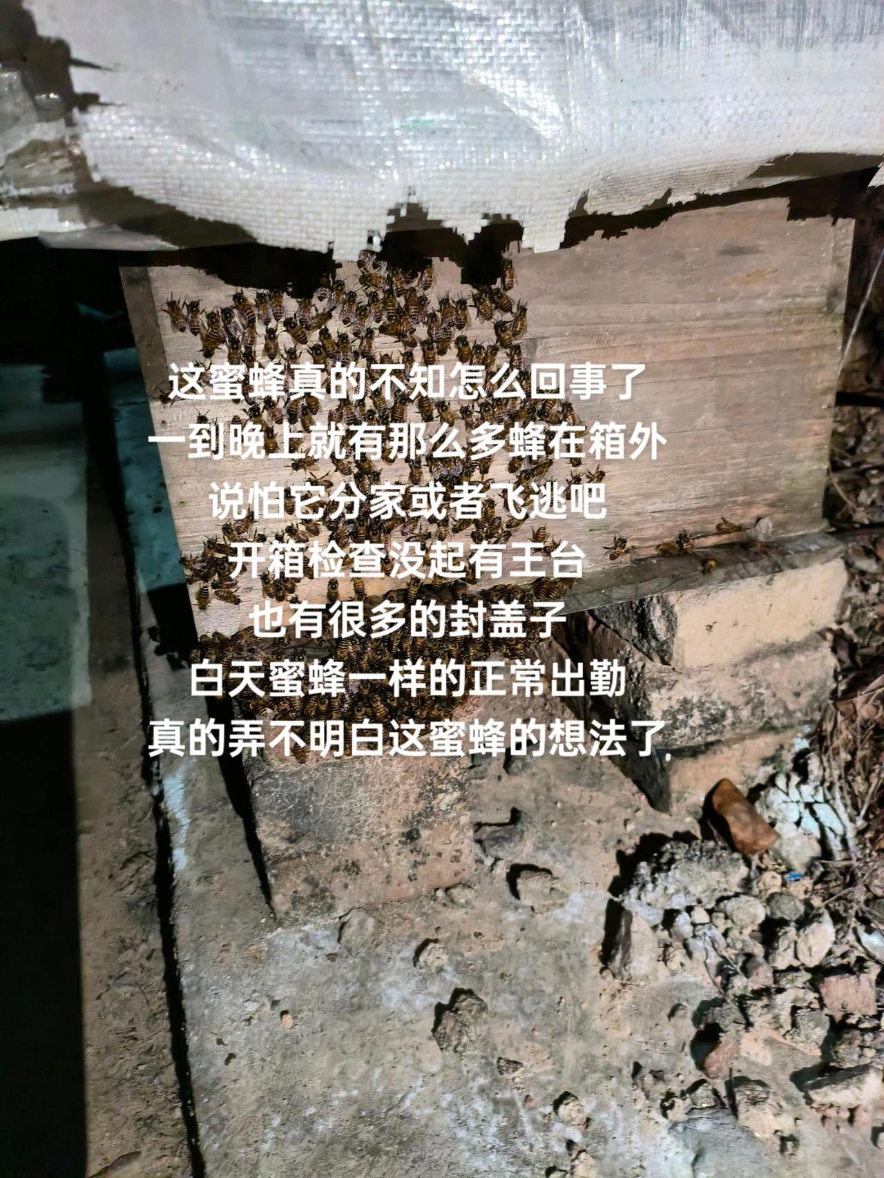 这蜜蜂真的不知怎么回事了
一到晚上就有那么多蜂在箱外
说怕它分家或者飞逃吧
开箱