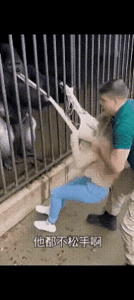 这猴子也太不讲究了，光天化日之下就脱女人衣服，而且还当着人家老公的面，是不是太“