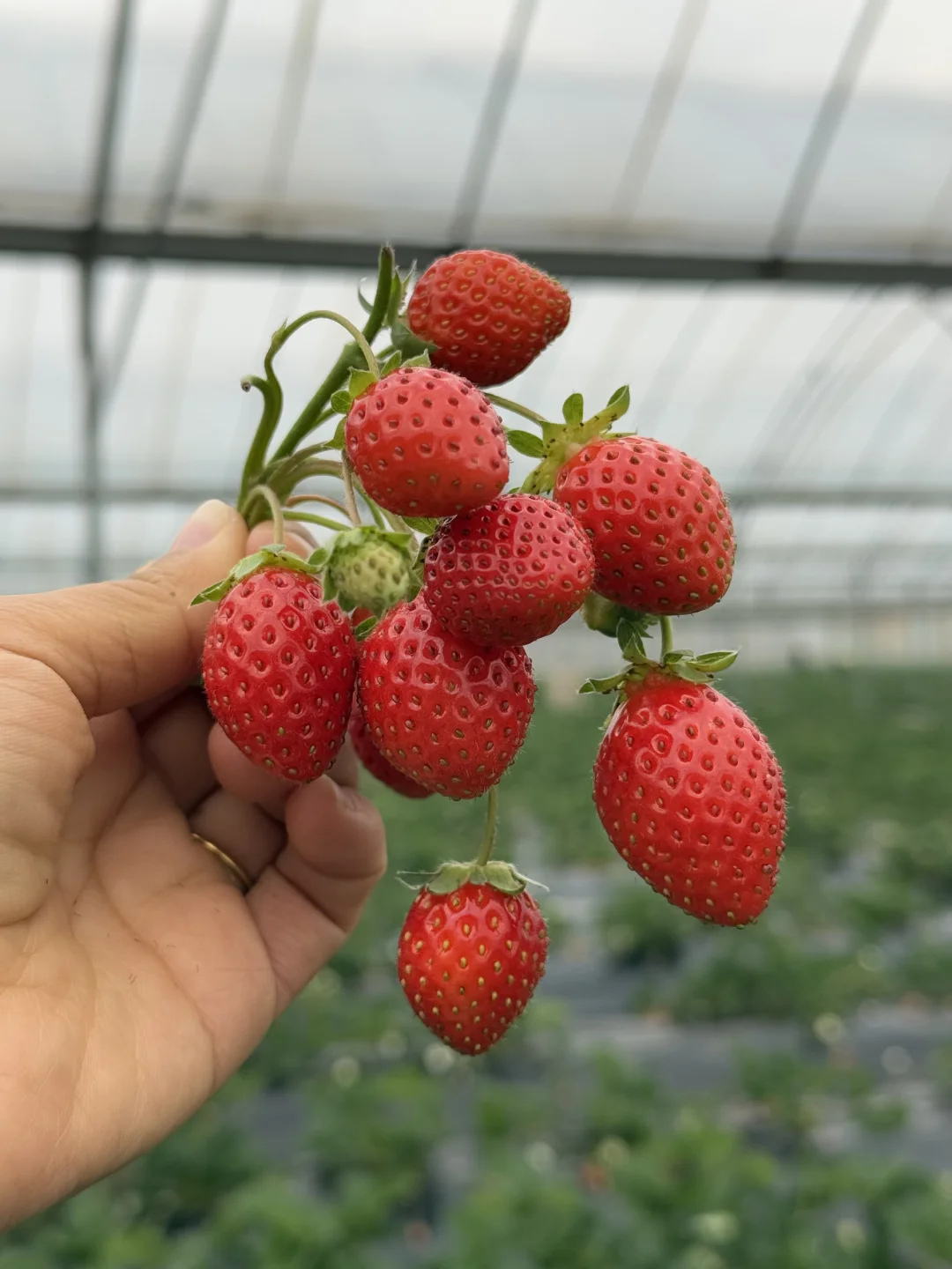 不打💊的香野纯甜小草莓，发货倒计时10天！