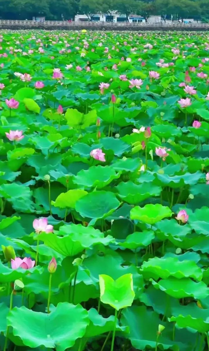 一场本该甜蜜的婚姻，为什么瞬间让四口之家跌入深渊？从承诺到崩塌，只因沟通断层酿大