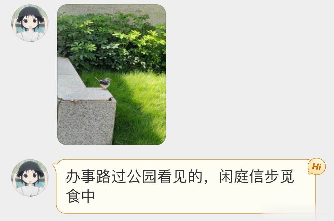 #鸟粉投稿# 胖嘟嘟的【鹊鸲】 ​​​