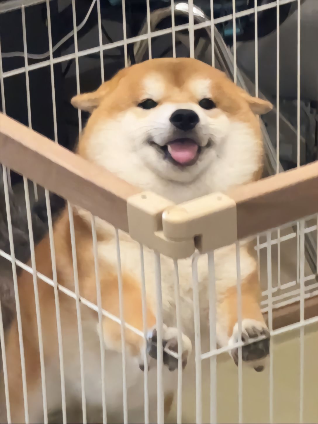 让我看看是谁来看我啦。#柴犬 #被小狗治愈的一万个瞬间 #萌宠出道计划 # ​​