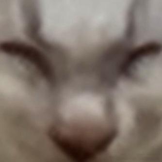 49675【丑猫】像不像牛 