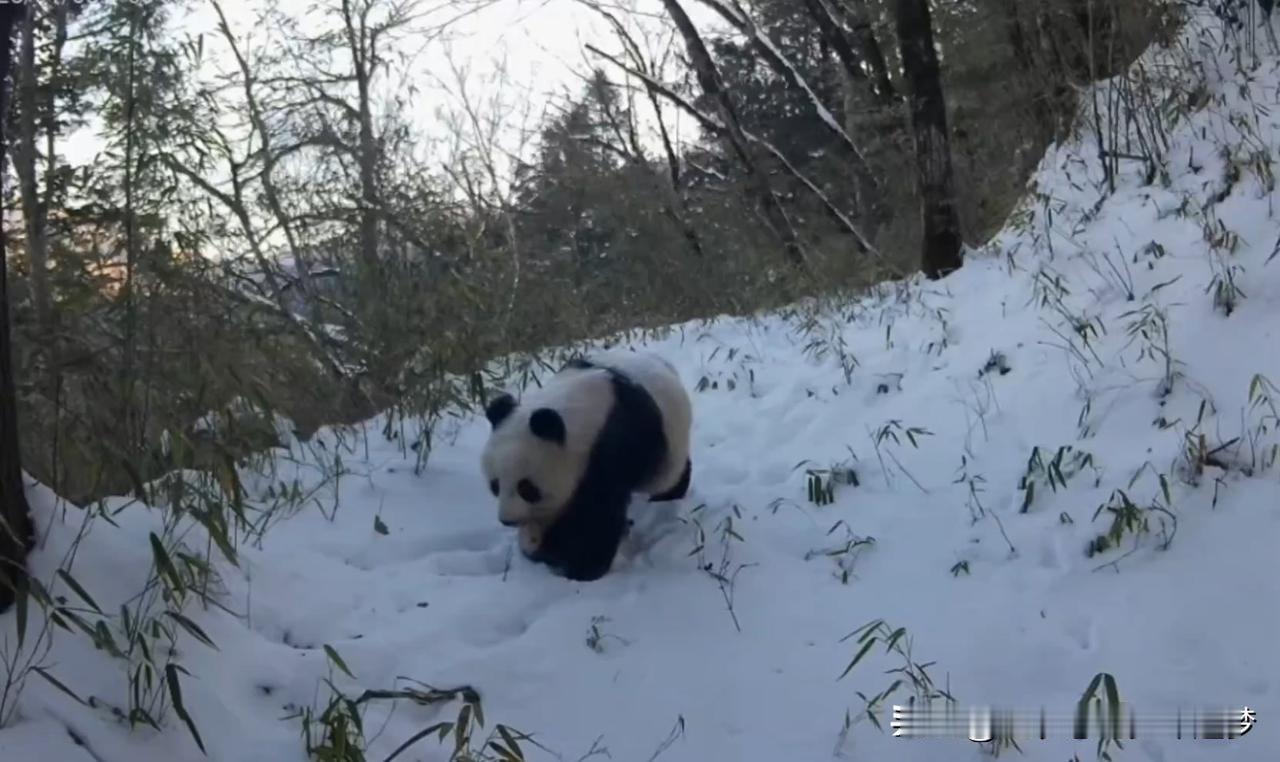 野生大熊猫“雪地叼崽”珍贵影像被拍到。5月15日，记者从省林业局了解到，近日，陕