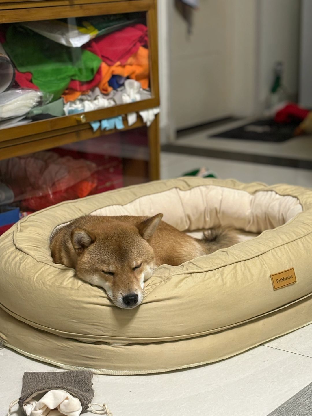 你养狗后最经常和小狗说的话是什么