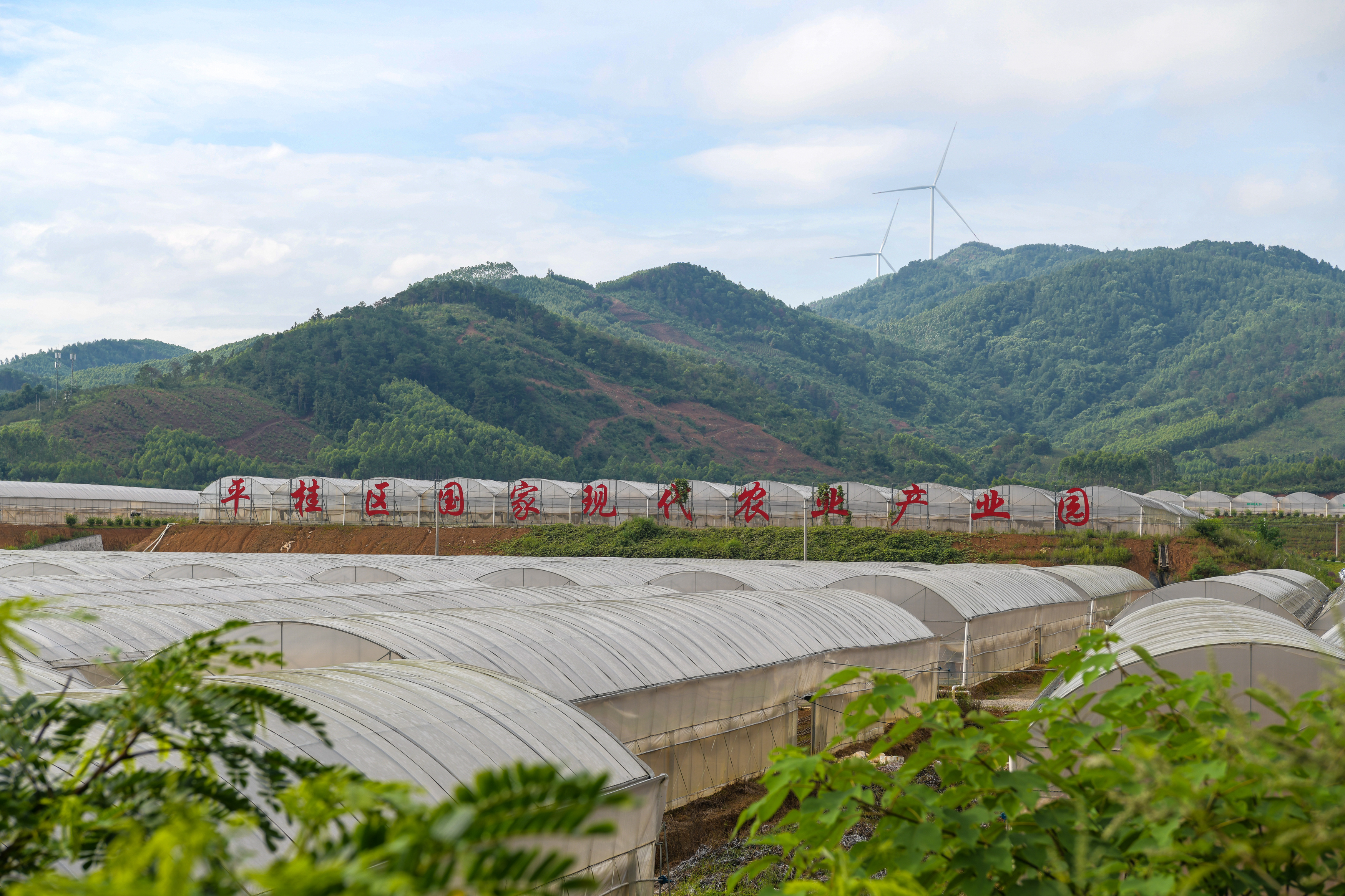 八方来贺四季有约遇见贺州🌿贺州平桂，解锁华南超大智慧农业新图景！坐落羊头镇的国