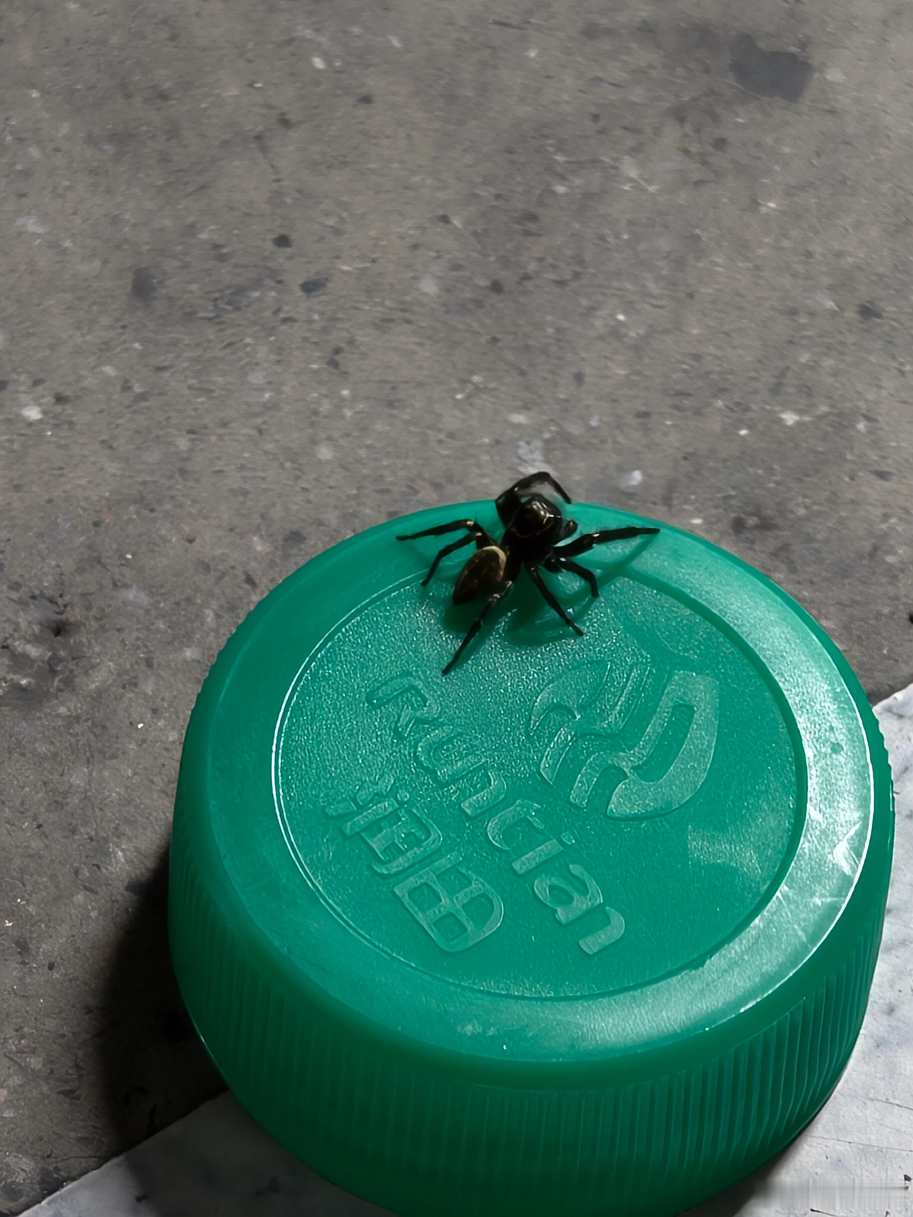 书接上回（网页链接）今天这只蜘蛛又出现了，而且是沿着挡风玻璃往上爬，直接快要到我