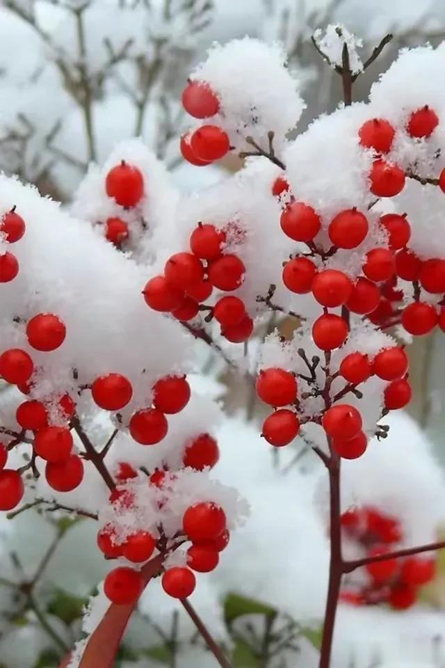 雪中红果，美丽如诗。愿你今年没有达成的心愿，在下一年春暖花开时如愿以偿！