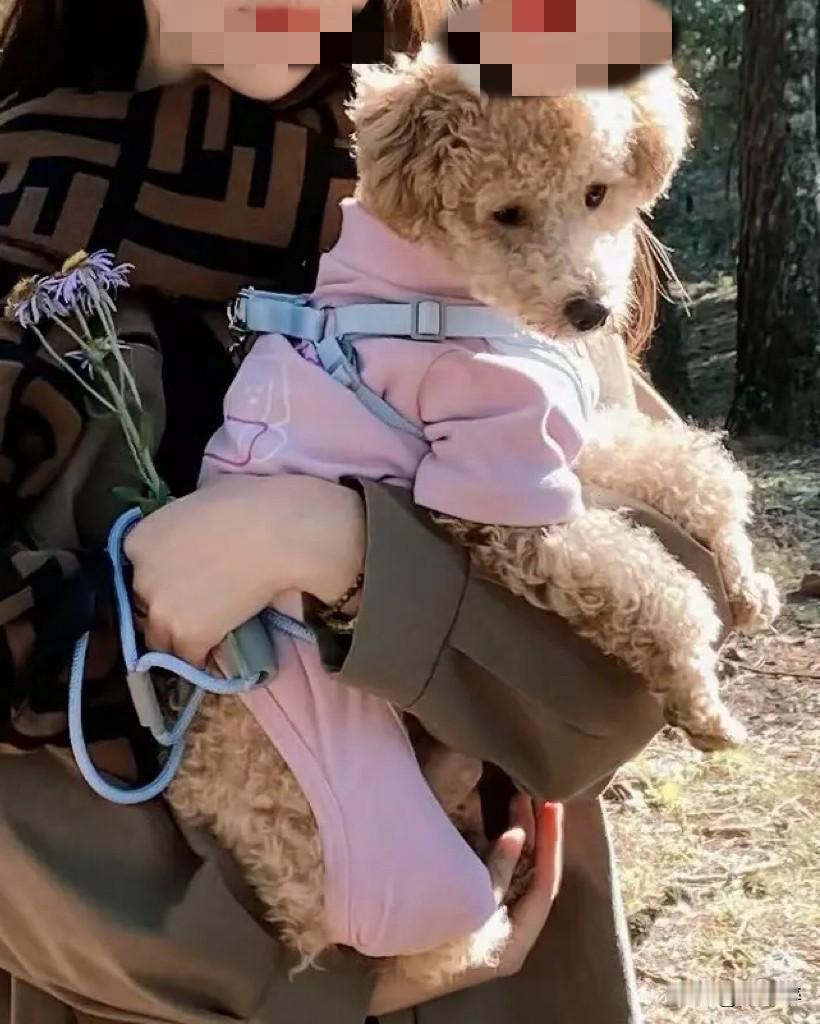 宠物，绝不能与人共情！
有些连生活都难以维持的人，却把狗打扮得花枝招展，还乐此不